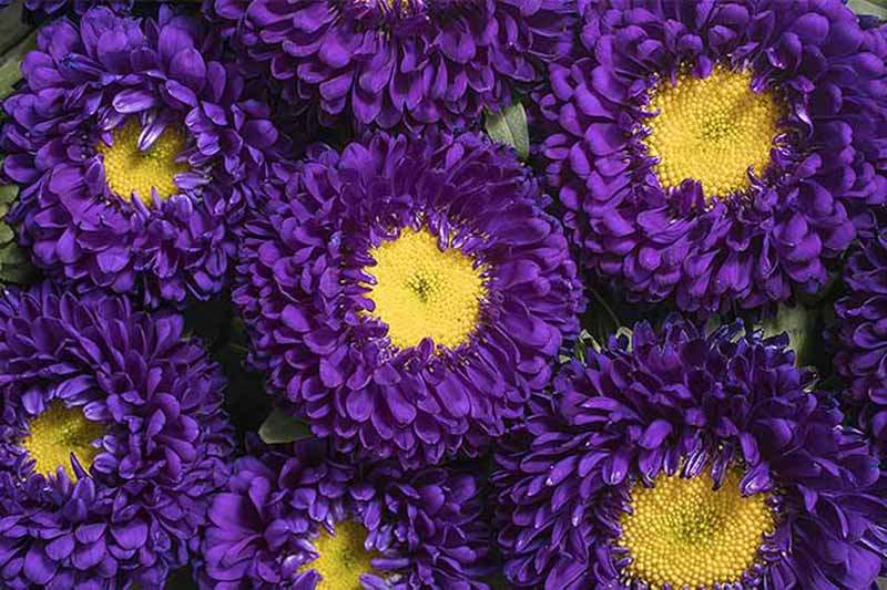 Dark Purple China Aster Flower Seeds for Planting Shade Tolerant Heirloom & GMO Free Seeds for Home Garden
 
 Sale