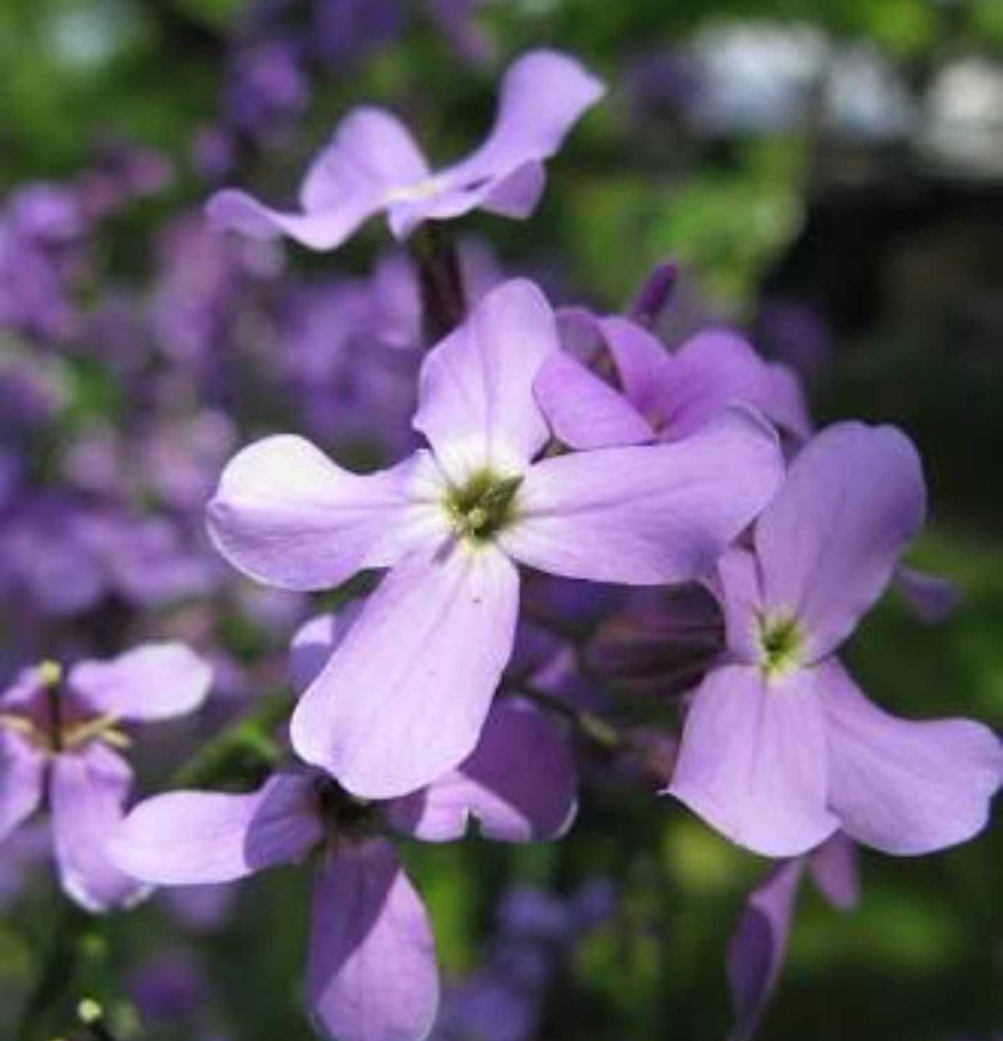 Bicornis Flower seeds for Planting - Colorful Display, Heirloom & GMO Free Seeds for Home Garden