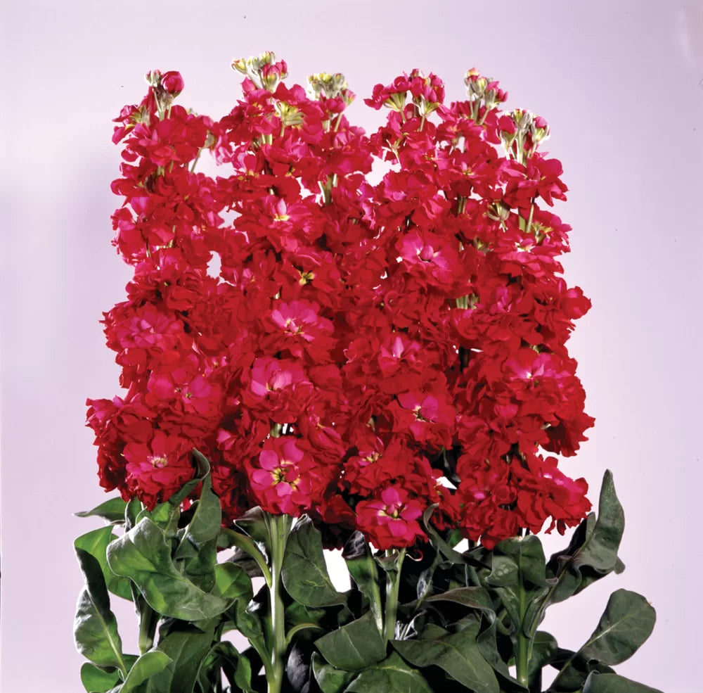 Maroon Matthiola Incana Flower seeds for Planting - Long Bloom Season, Heirloom & GMO Free Seeds for Home Garden