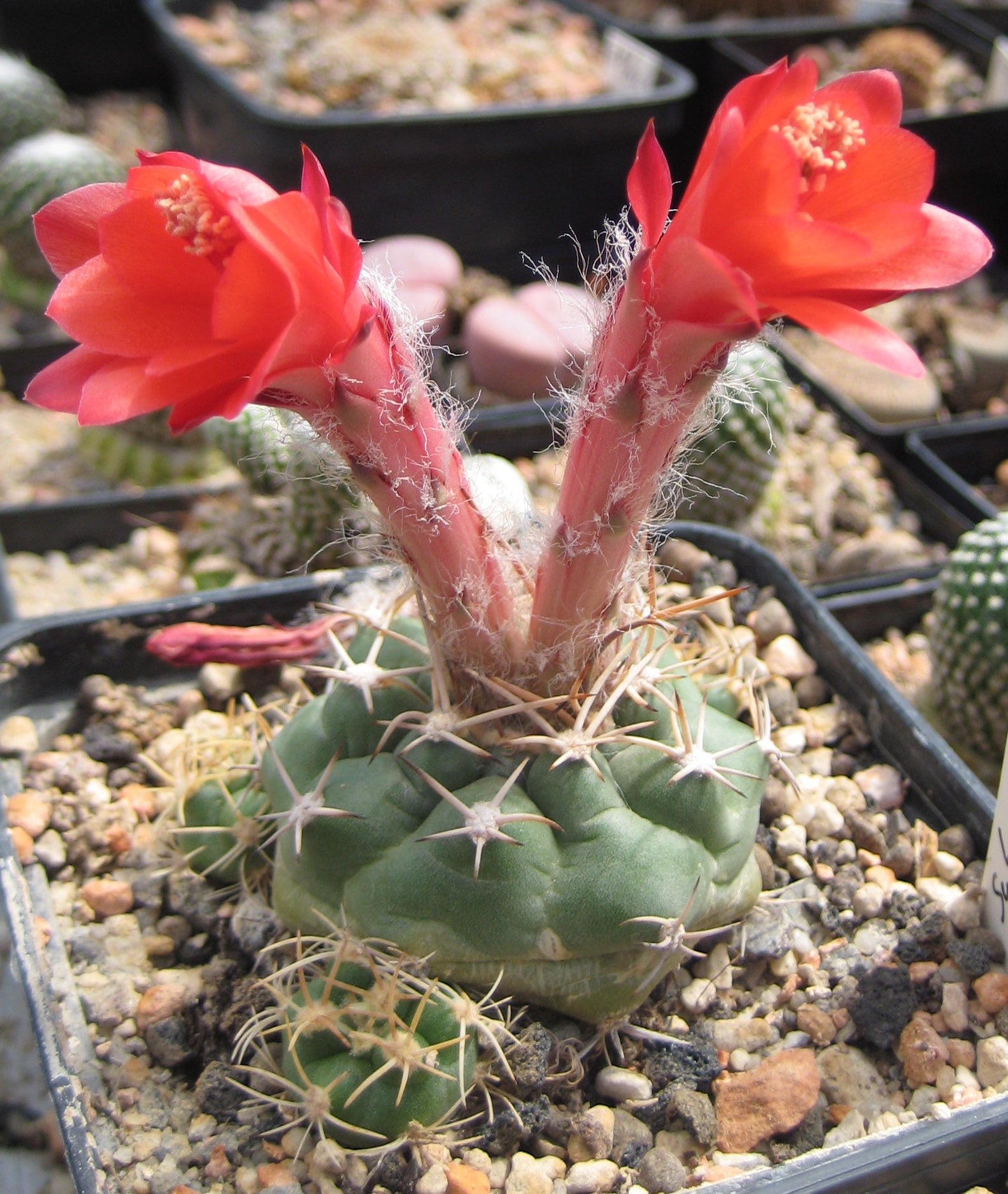 Red Matucana Flower seeds for Planting - Cottage Garden Essential, Heirloom & GMO Free Seeds for Home Garden