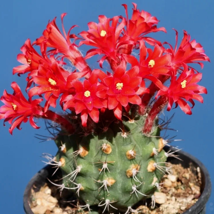 Red Matucana Flower seeds for Planting - Cottage Garden Essential, Heirloom & GMO Free Seeds for Home Garden