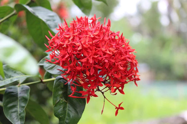 Red Ixora Flower seeds for Planting - Hardy Variety, Heirloom & GMO Free Seeds for Home Garden Sale