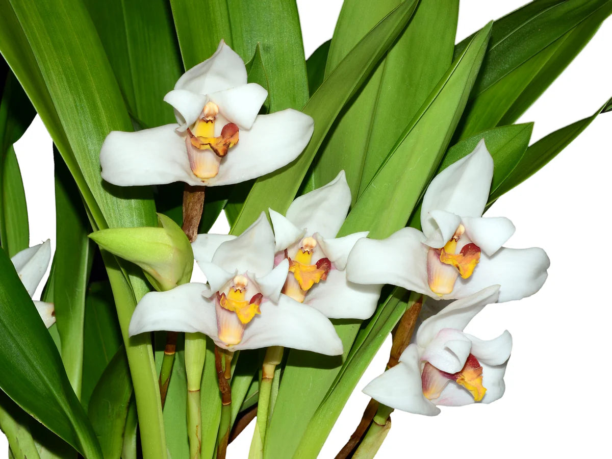 White Mix Cymbidium Maxillaria Flower Seeds for Planting Sun Loving Heirloom & GMO Free Seeds for Home Garden
 
 Sale