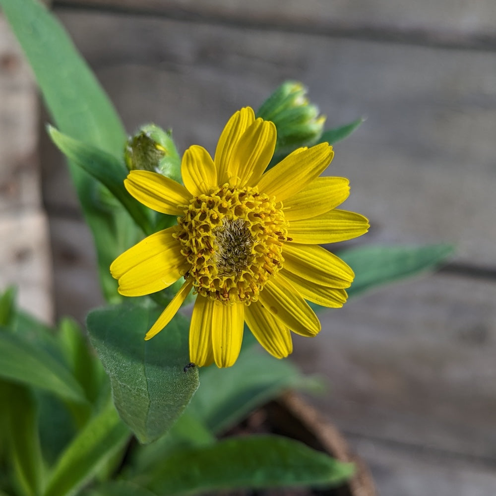 Yellow Meadow Arnica Flower Seeds for Planting - Brighten Your Garden with Vibrant Blooms - Evergrowseeds