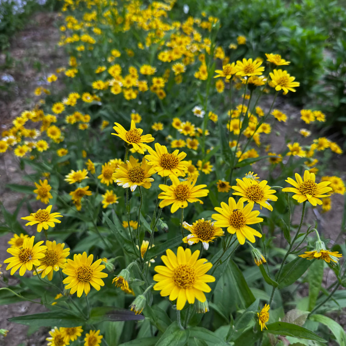 Fresh Arnica Flower seeds for Planting - Bright Blooms, Heirloom & GMO Free Seeds for Home Garden