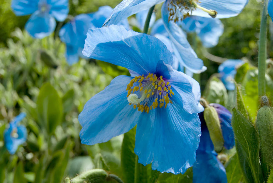 Lingholm Flower seeds for Planting - Drought Tolerant, Heirloom & GMO Free Seeds for Home Garden