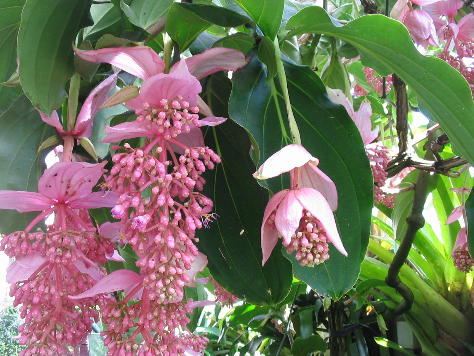 Medinilla Flower seeds for Planting Seasonal Bloomer Heirloom & GMO Free Seeds for Home Garden