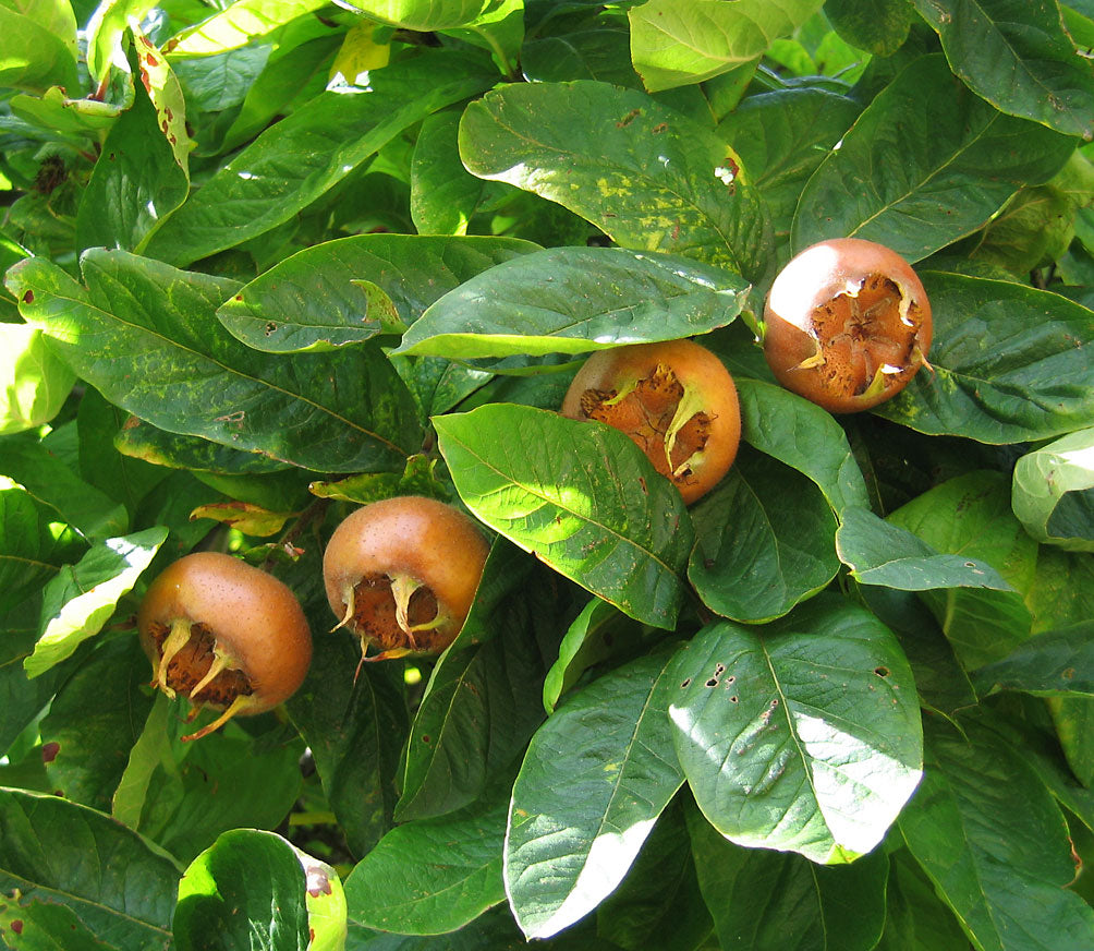Brown Mespilus Germanica Seeds for Planting