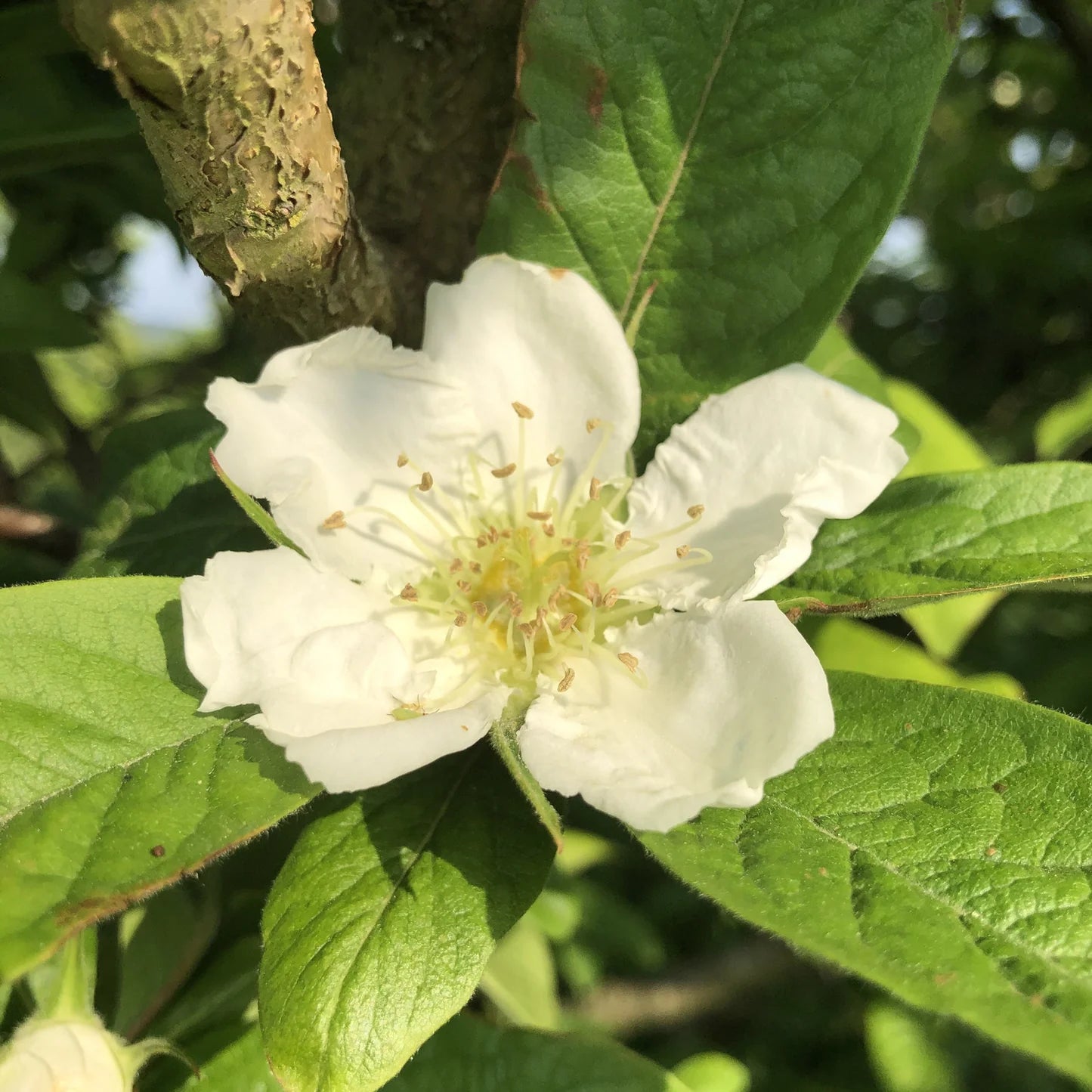 Brown Mespilus Germanica Flower seeds for Planting - Compact Growth, Heirloom & GMO Free Seeds for Home Garden