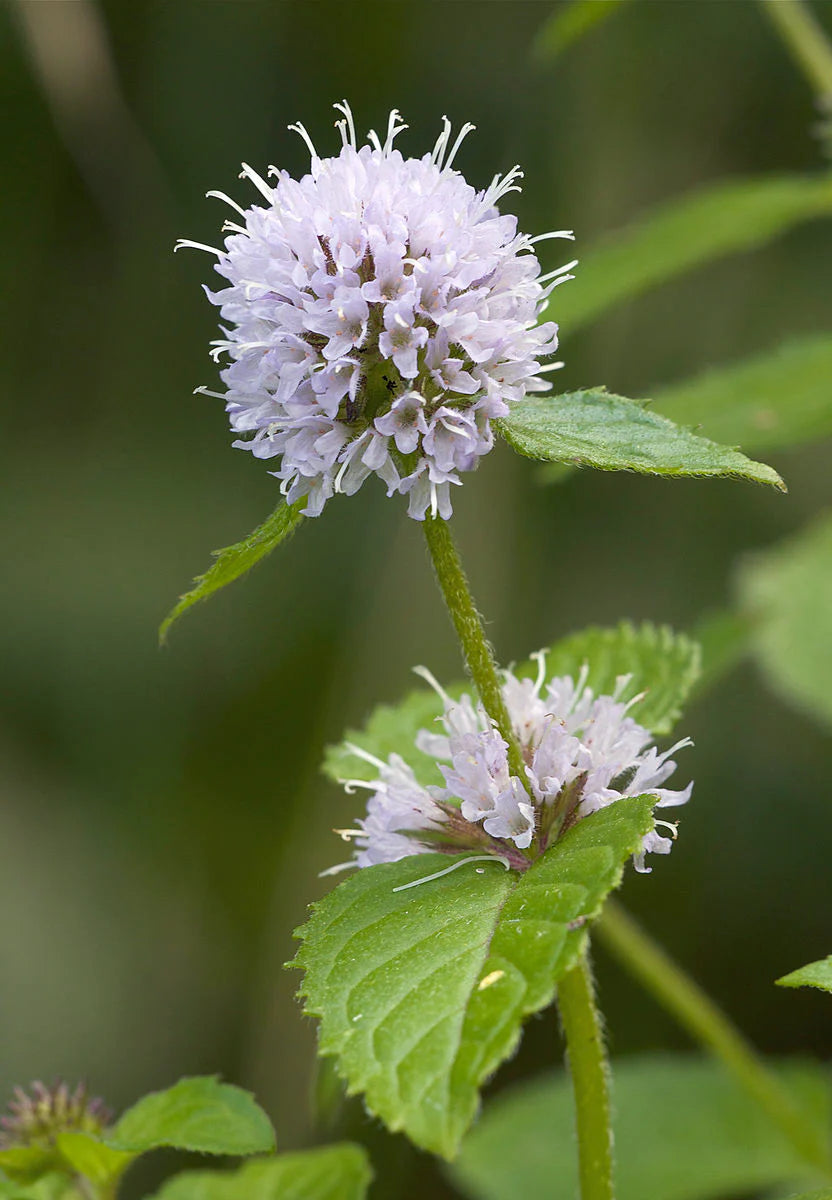 Mint Flower seeds for Planting Shade Tolerant Heirloom & GMO Free Seeds for Home Garden