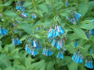 Pink Symphytum Flower seeds for Planting - Vibrant Colors, Heirloom & GMO Free Seeds for Home Garden