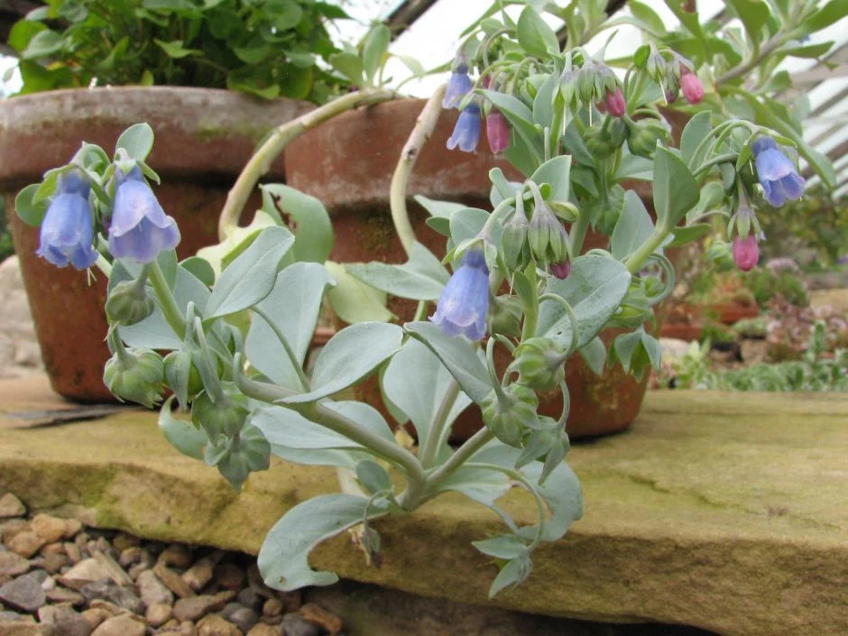 Mertensia Maritima Flower seeds for Planting - Perfect for Borders, Heirloom & GMO Free Seeds for Home Garden