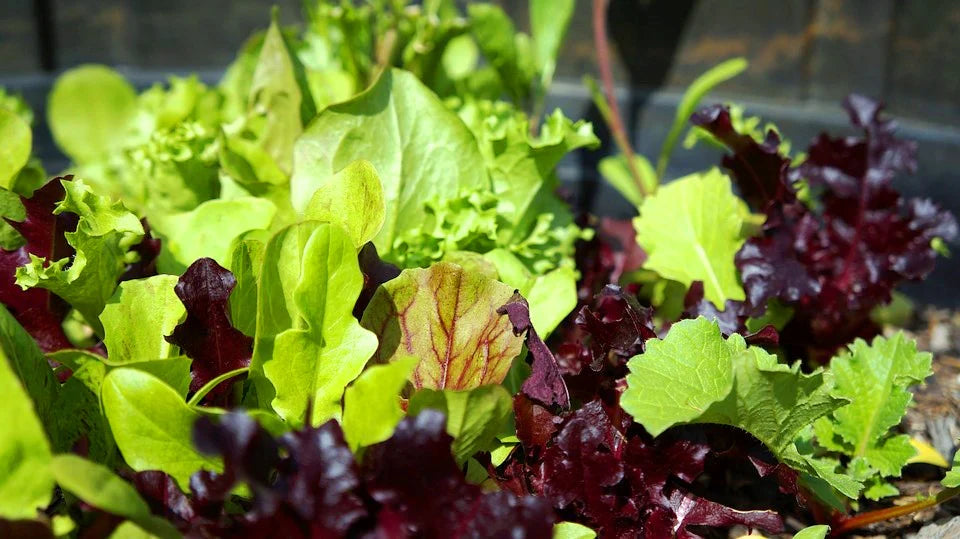 Mixed Mesclun Vegetable Seeds for Your Garden