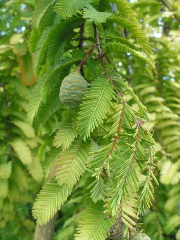 Green Metasequoia Tree Seeds for Planting