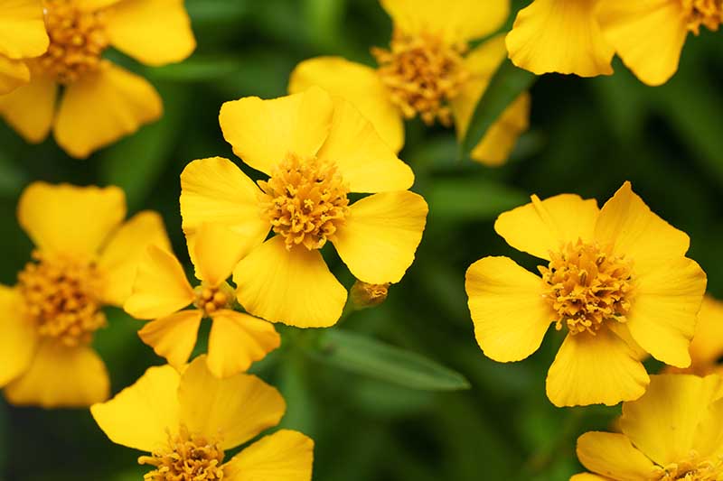 Estragon Flower seeds for Planting - Garden Favorite, Heirloom & GMO Free Seeds for Home Garden