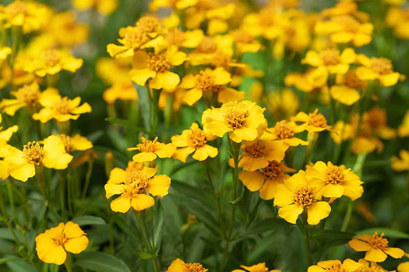 Ornamental Yellow Mexican Tarragon seeds for landscapes