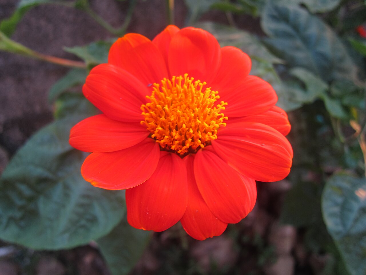 Red Tithonia Rotundifolia Flower seeds for Planting - Premium Quality, Heirloom & GMO Free Seeds for Home Garden