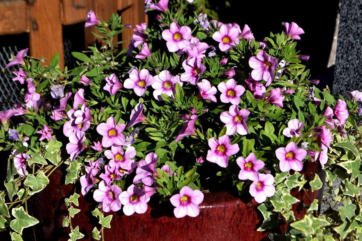 Petunia EZ Rider Frilly Ruffle Mix Seeds for Planting Frilly Petunia Blooms