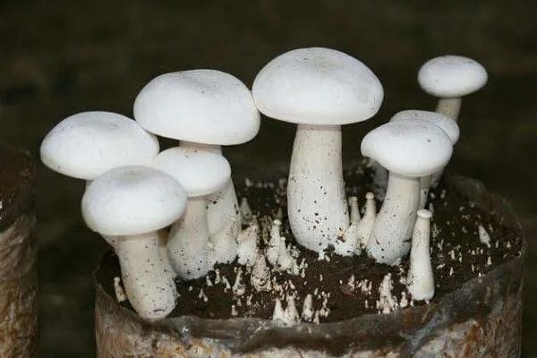 White Mushroom Vegetable Seeds for Easy Planting