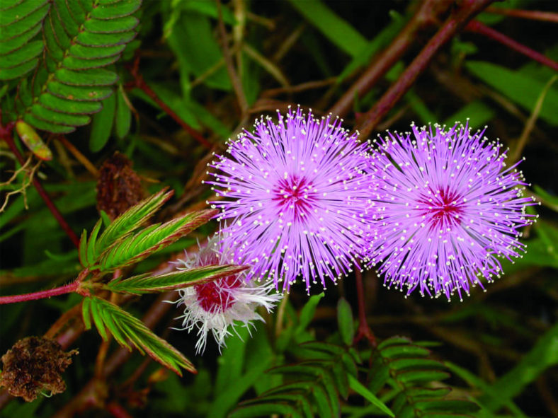 Mimosa Flower seeds for Planting Fragrant Blossoms Heirloom & GMO Free Seeds for Home Garden
