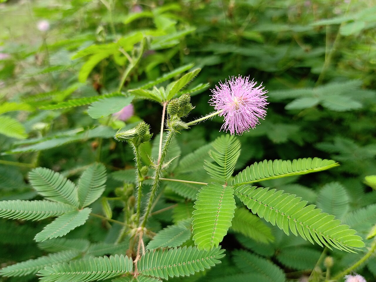 Mixed Schrankia Uncinata Flower seeds for Planting - Cottage Garden Essential, Heirloom & GMO Free Seeds for Home Garden