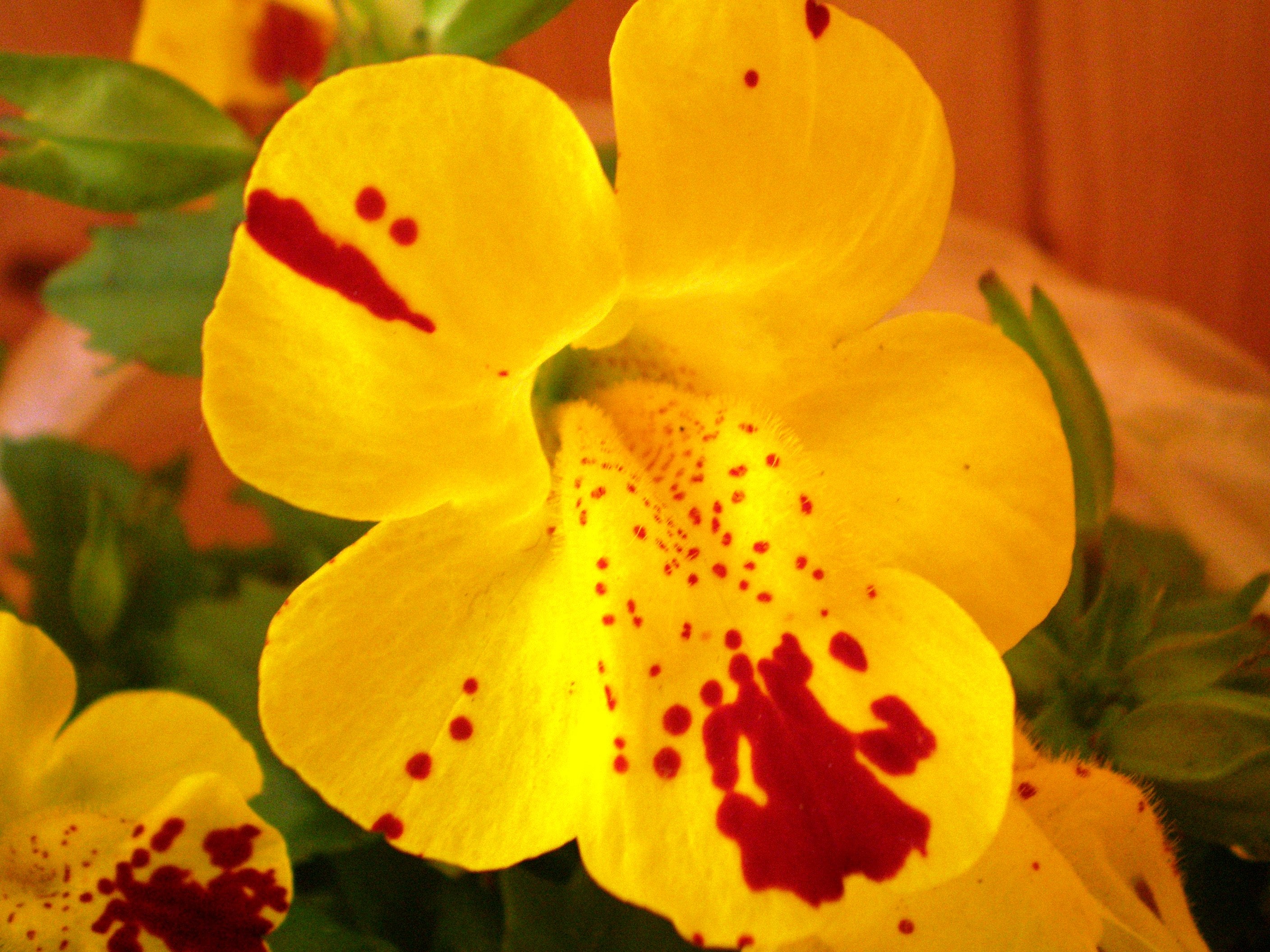 Mimulus Luteus Flower seeds for Planting - Drought Tolerant, Heirloom & GMO Free Seeds for Home Garden