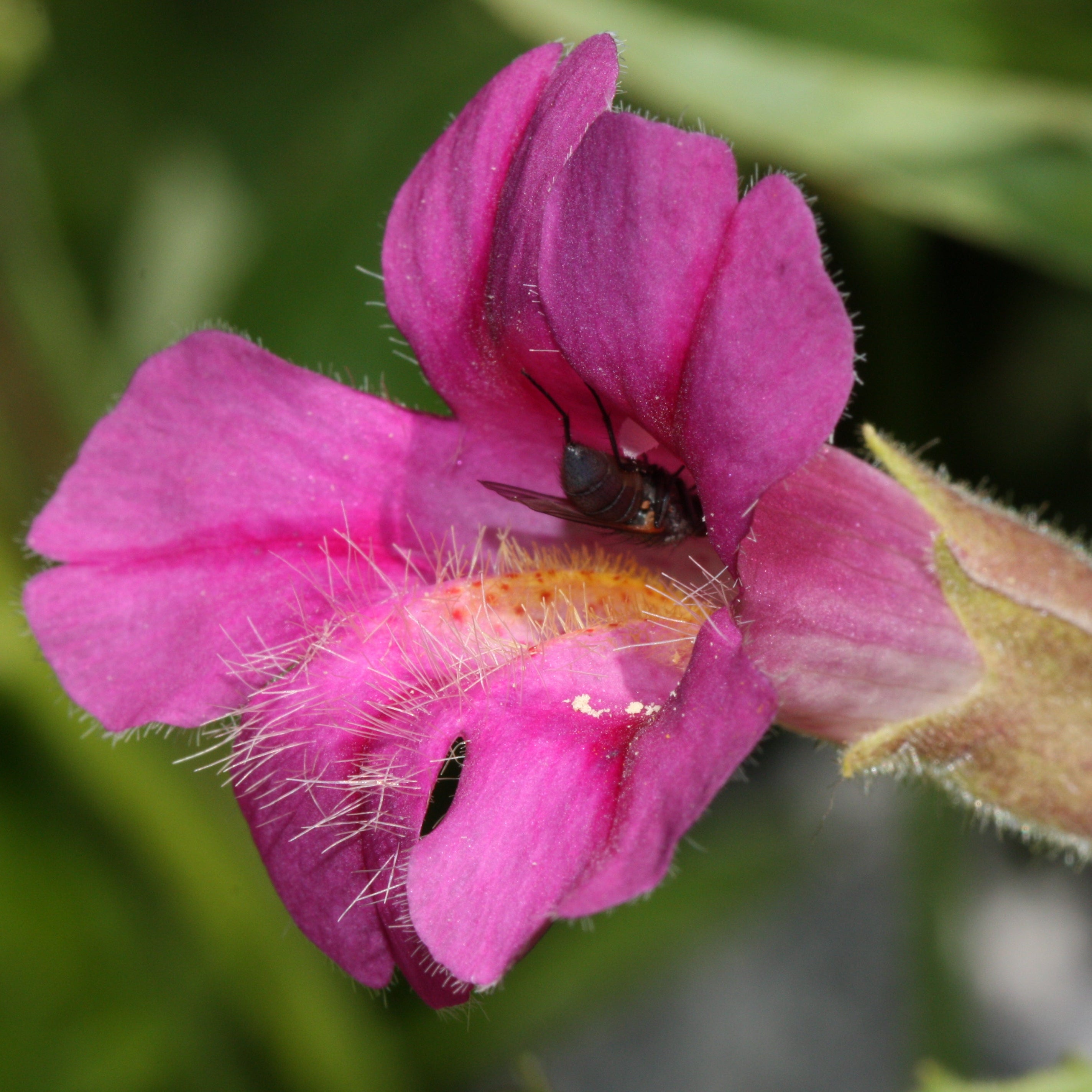 Purple Mimulus Lewisii Flower seeds for Planting - Easy to Grow, Heirloom & GMO Free Seeds for Home Garden