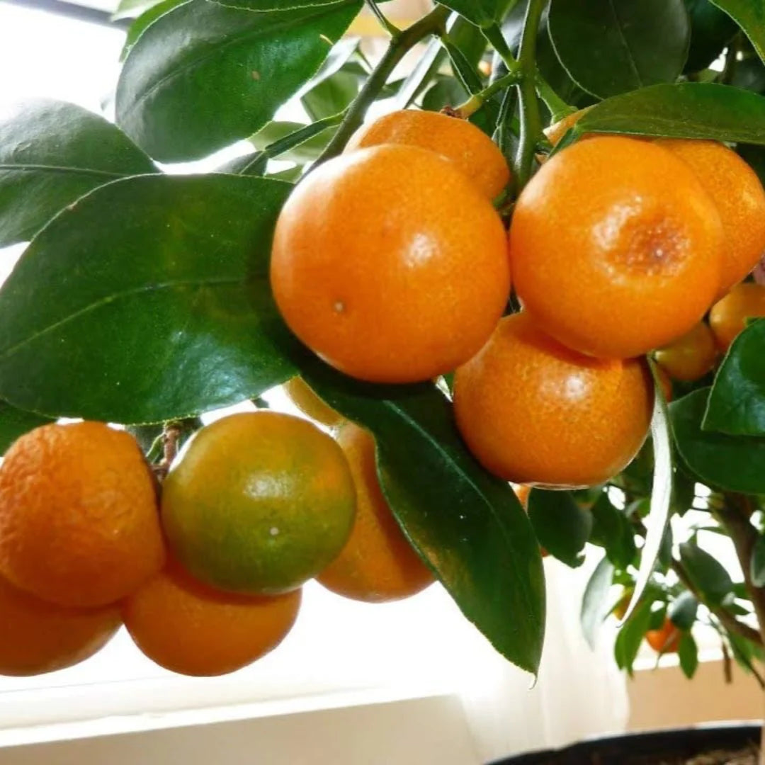 Tangerine Fruit Seeds for Easy Planting  Homegrown Citrus Delight