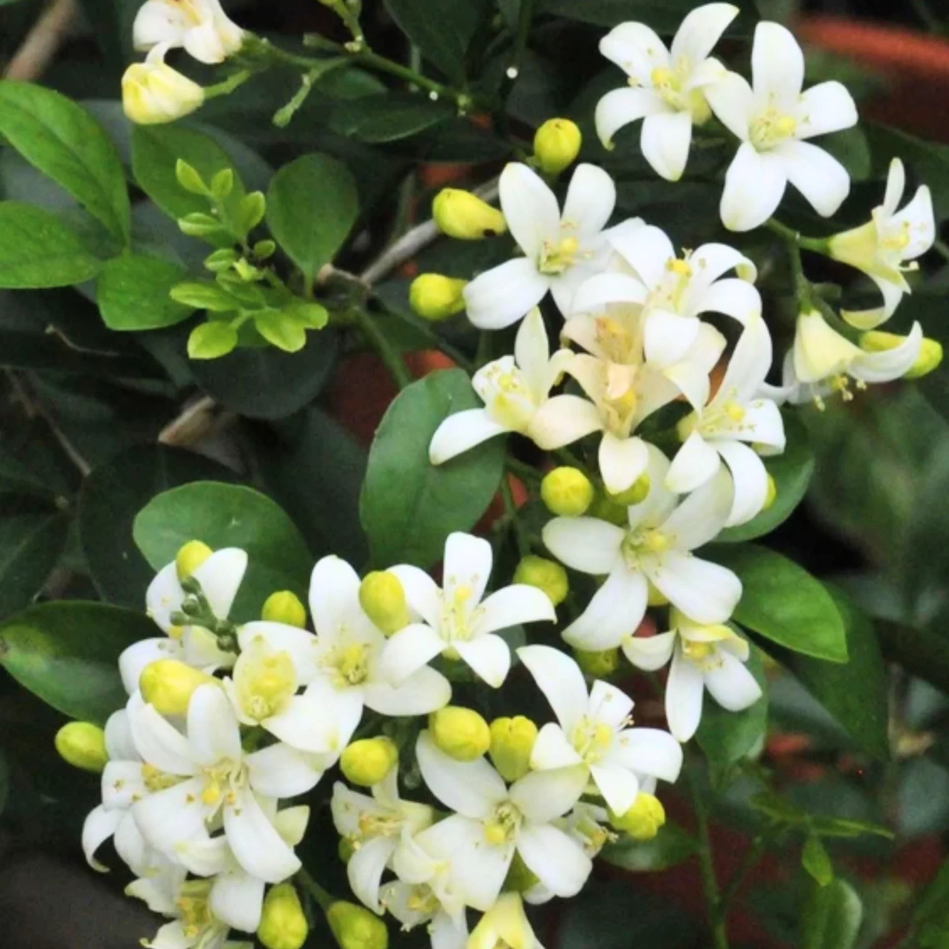 Orange Jasmine Murraya paniculata Flower Seeds for Planting