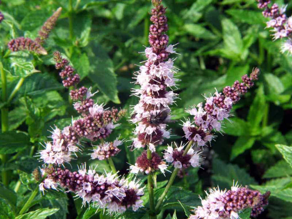 Mint Flower seeds for Planting Shade Tolerant Heirloom & GMO Free Seeds for Home Garden