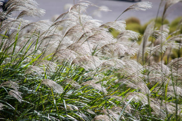 Non-GMO Miscanthus grass seeds