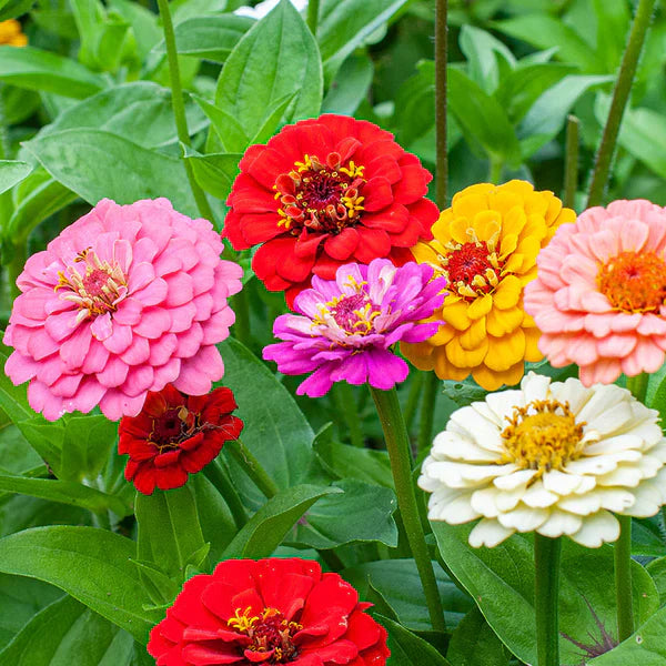 Mixed Oklahoma flower seeds for planting