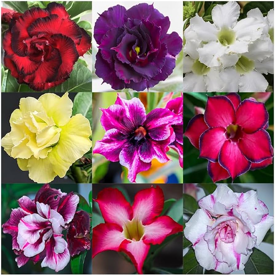 Mixed Adenium Obesum flower seeds for planting