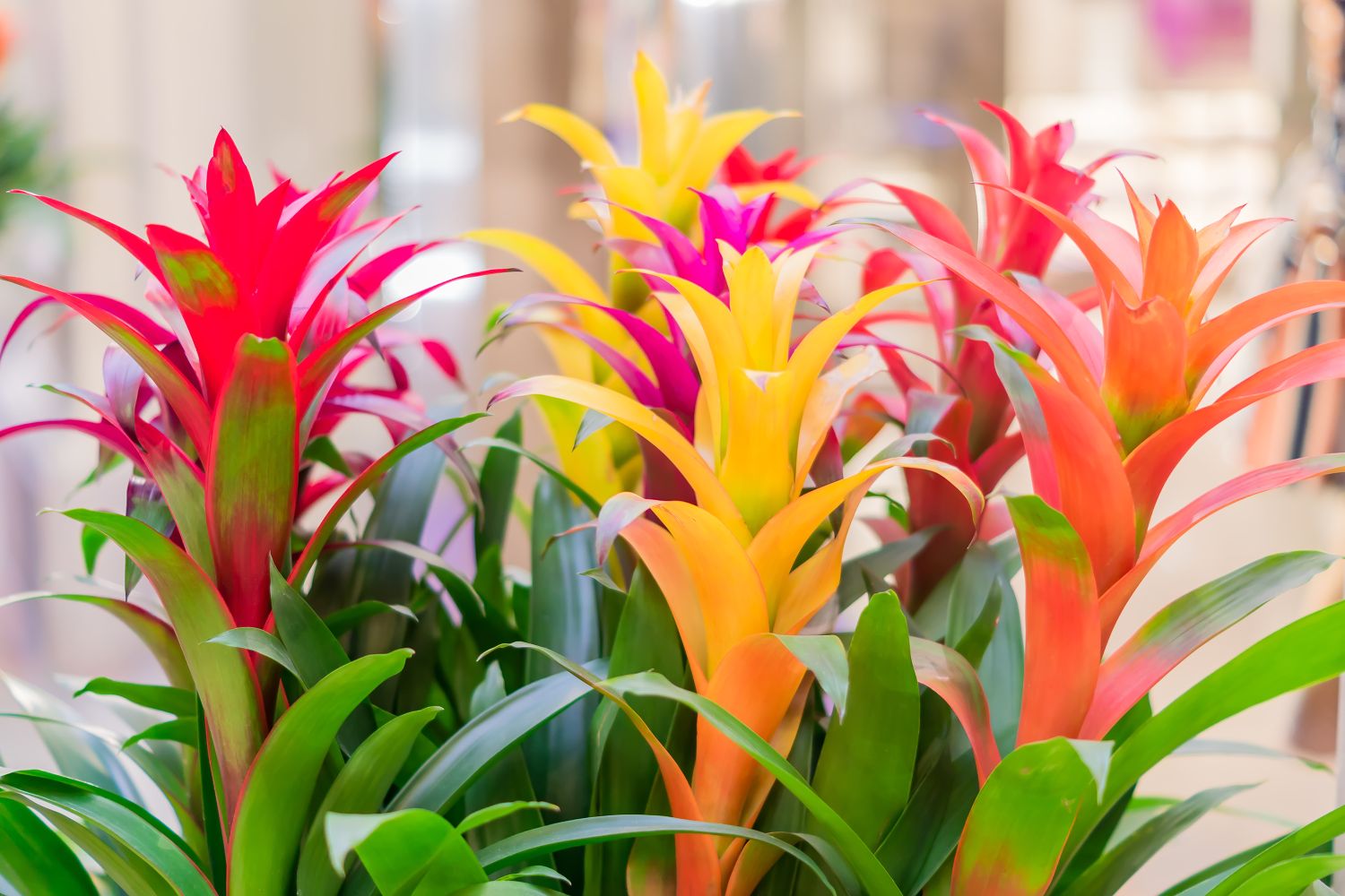 Non GMO Mixed Bromeliad seeds