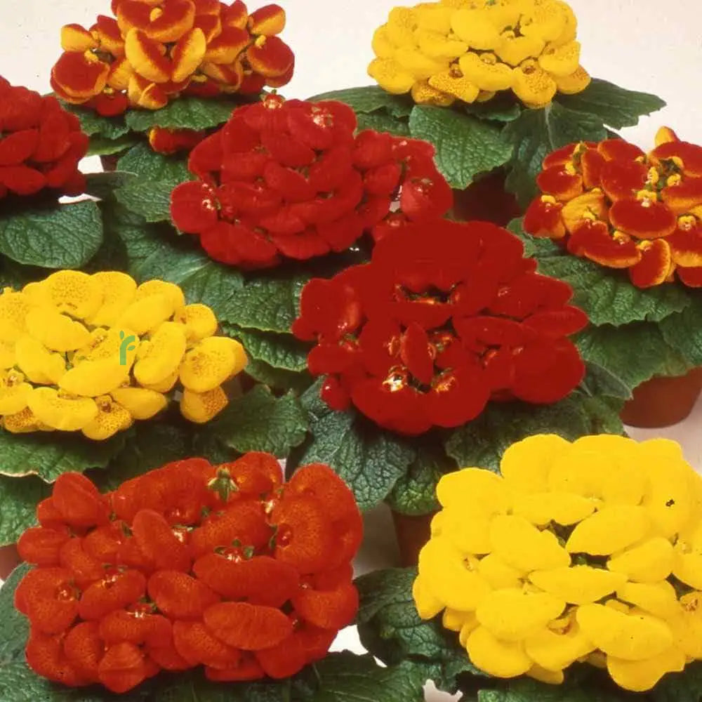 Non GMO Mixed Calceolaria seeds
