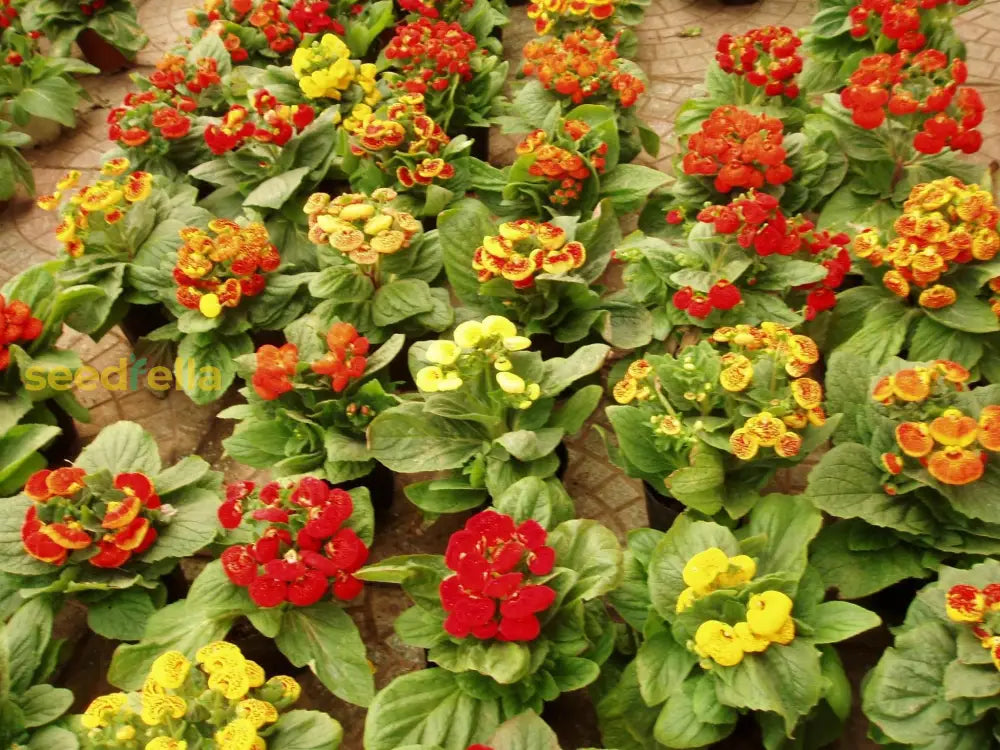 Mixed Calceolaria Seeds – Colorful Slipper Flower Garden Blooms