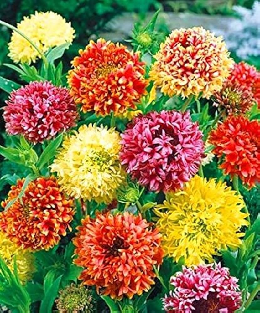High germination Mixed Gaillardia seeds