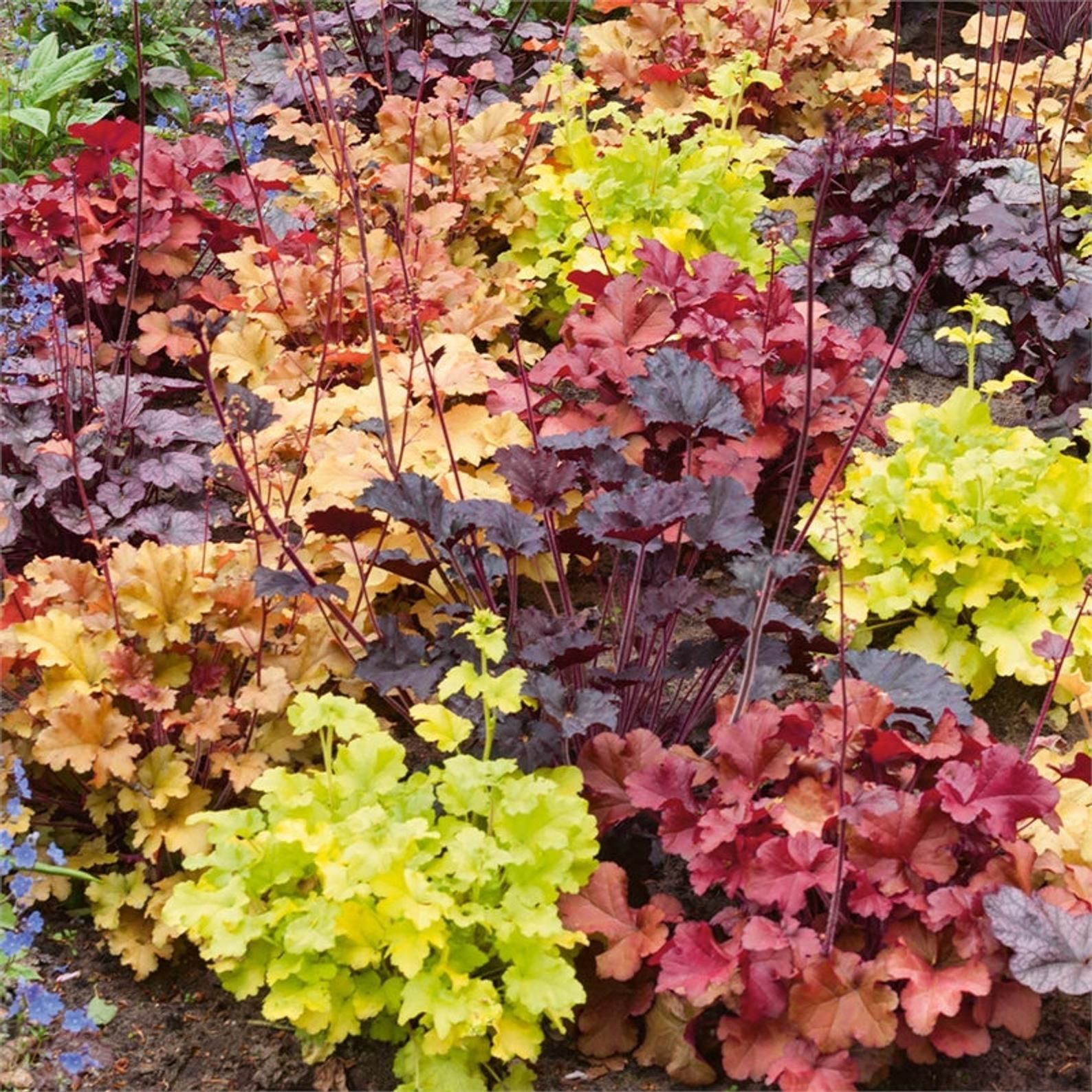 Ornamental Mixed Heuchera foliage seeds