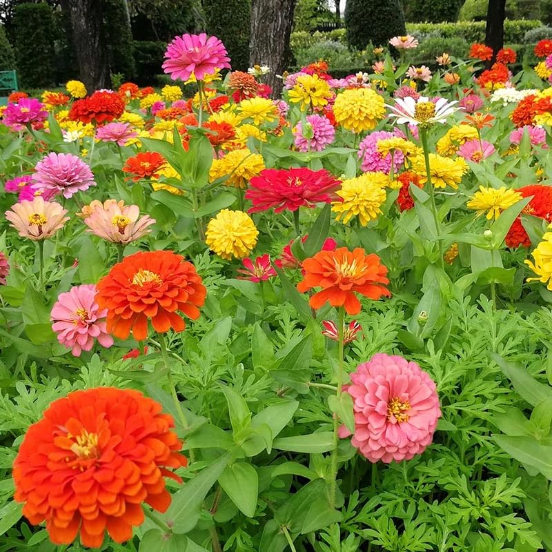 Non GMO Mixed Magellan flower seeds