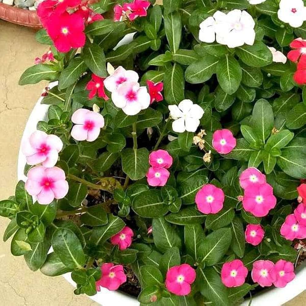 Non GMO Mixed Periwinkle seeds