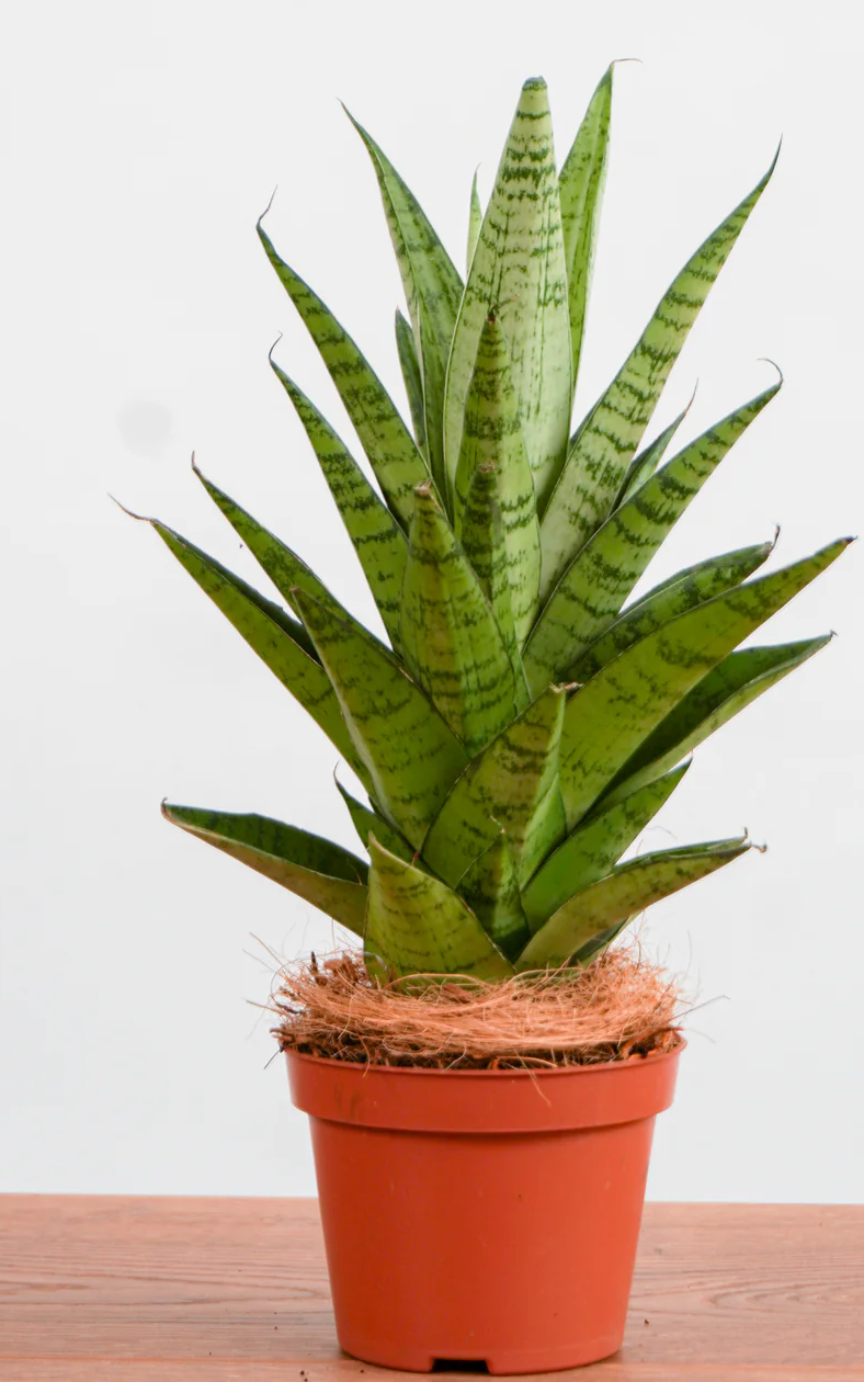 Non GMO Mixed Sansevieria seeds