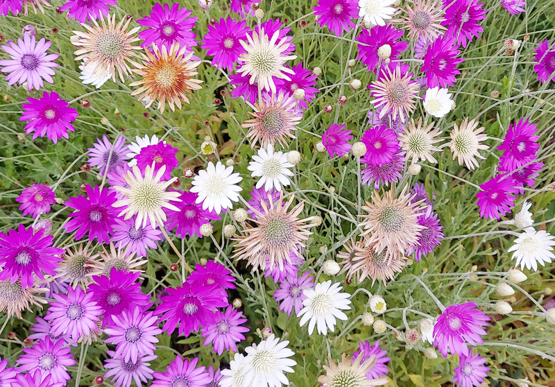 Mixed Xeranthemum Annum Flower seeds for Planting - Colorful Display, Heirloom & GMO Free Seeds for Home Garden
