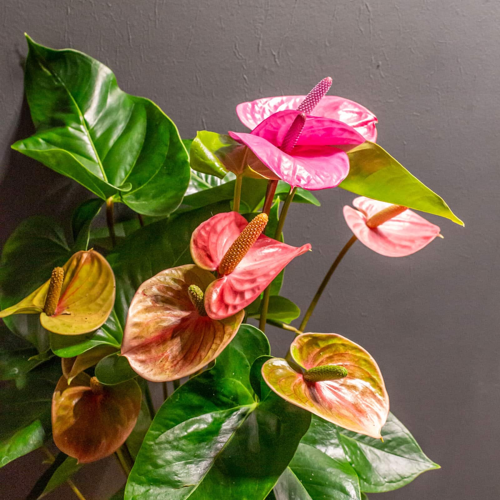 Anthurium 'Cavalli' Flower Seeds for Planting Long Bloom Season Heirloom & GMO Free Seeds for Home Garden
 
 Sale