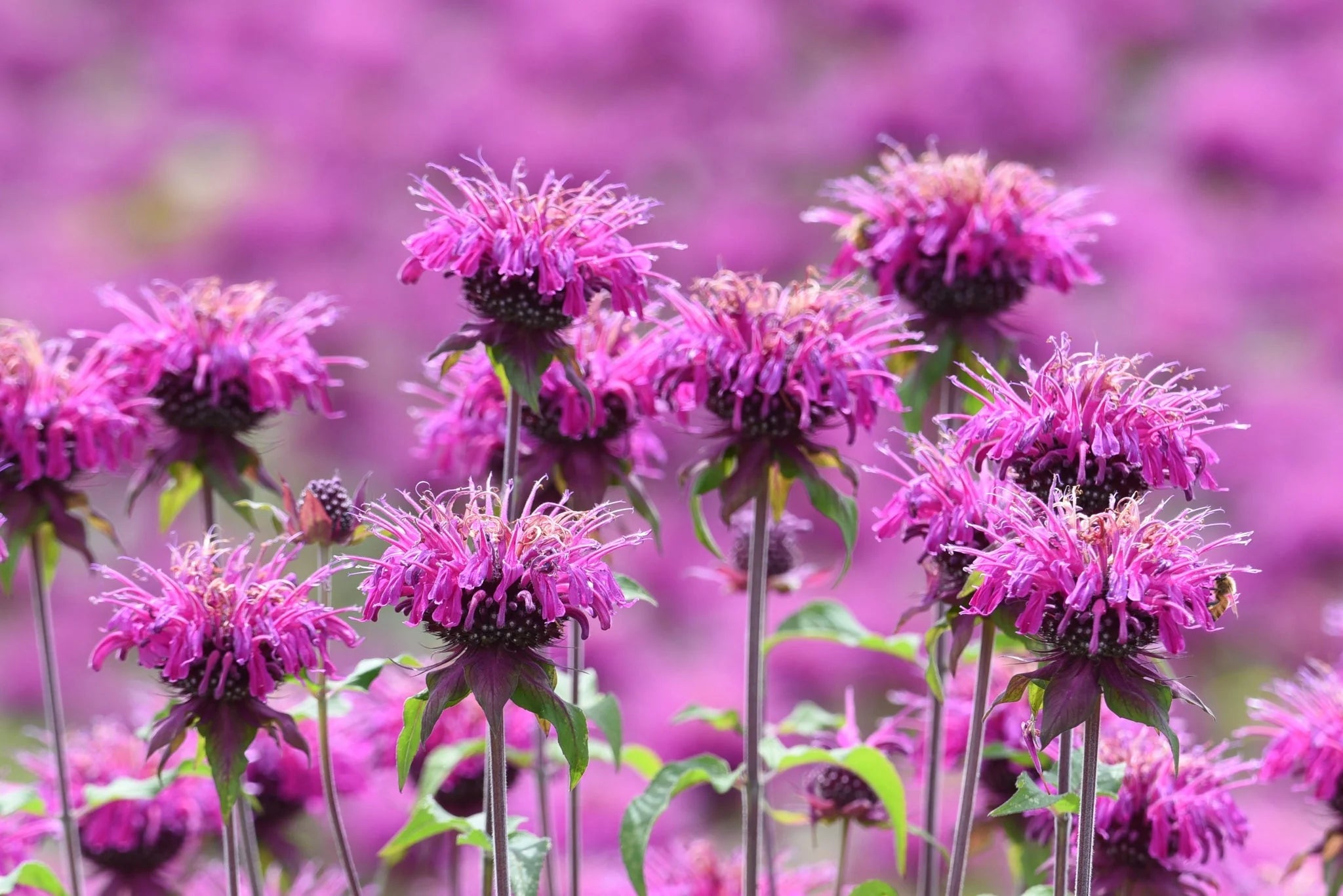 Lavender Monarda Flower seeds for Planting - Wildflower Mix, Heirloom & GMO Free Seeds for Home Garden