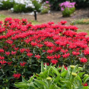 Red Monarda Flower seeds for Planting - Pollinator Friendly, Heirloom & GMO Free Seeds for Home Garden