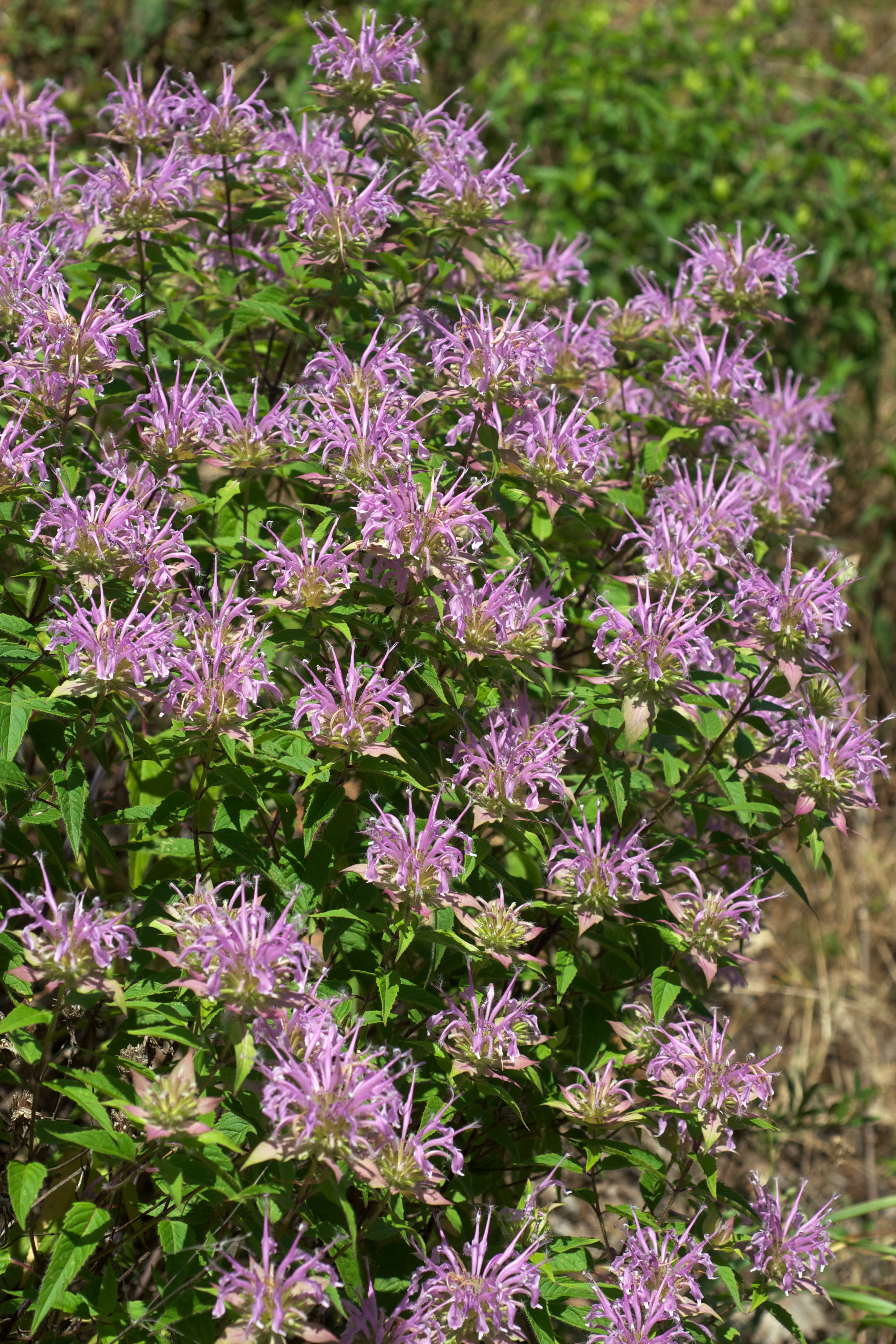 Lavender Lemon Mint Flower seeds for Planting - Low Maintenance, Heirloom & GMO Free Seeds for Home Garden