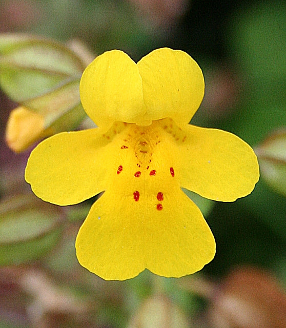 Yellow Mimulus Guttatus Flower seeds for Planting - Low Maintenance, Heirloom & GMO Free Seeds for Home Garden