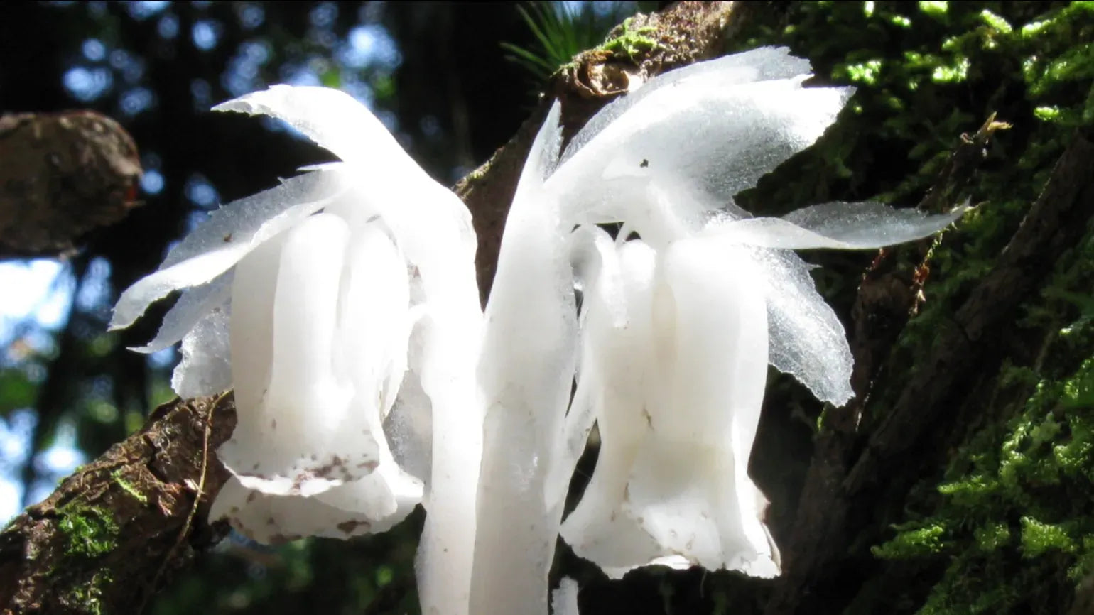 White Monotropa Uniflora Flower seeds for Planting - Compact Growth, Heirloom & GMO Free Seeds for Home Garden