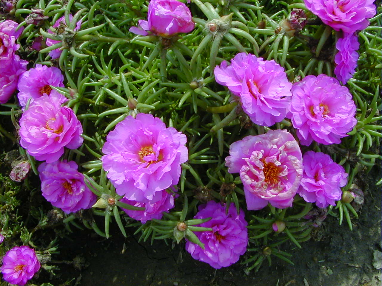 Pink Moss Rose Flower seeds for Planting - Colorful Display, Heirloom & GMO Free Seeds for Home Garden
