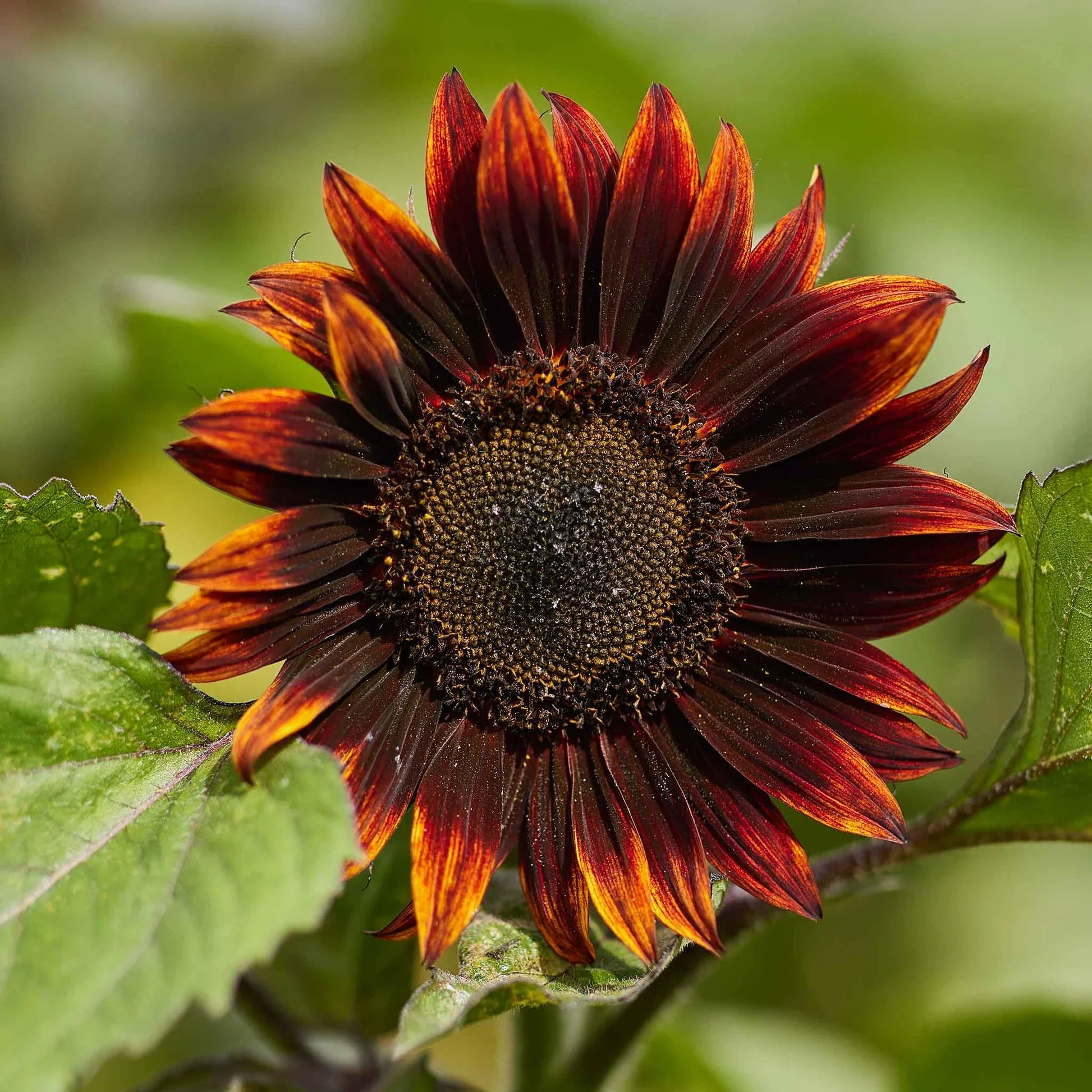 Ornamental Moulin Rouge Sunflower plant